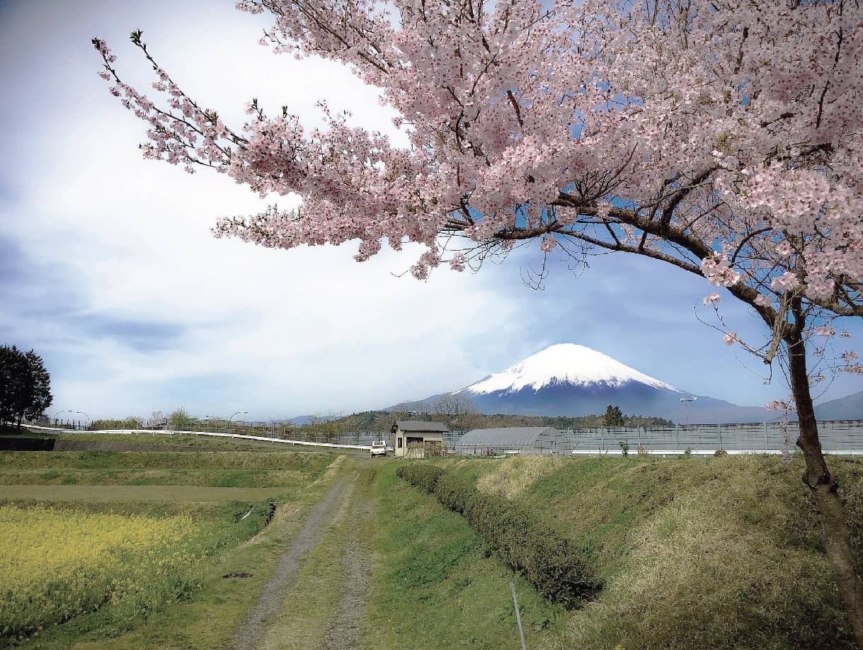 富士山とサクラと櫻道ふとん店の「不思議な縁」