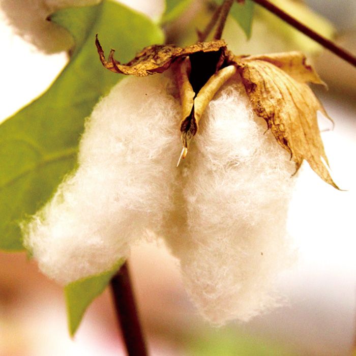 木綿布団は、昔、毎年打ち直しをしてきました。そ子から敷布団の再生加工のことを打ち直しと言います