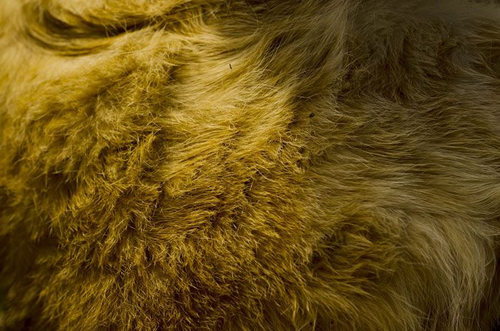 ラクダの毛を使ったキャメルの敷布団は羊毛敷布団と同じく、湿気、乾燥による収縮と、重みでへたります。